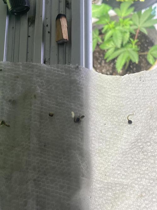 Eternity CUP 2026 Sticky Broccoli Zam Ph. Week 0