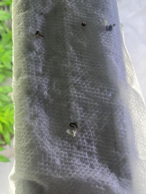 Eternity CUP 2026 Sticky Broccoli Zam Ph. Week 0