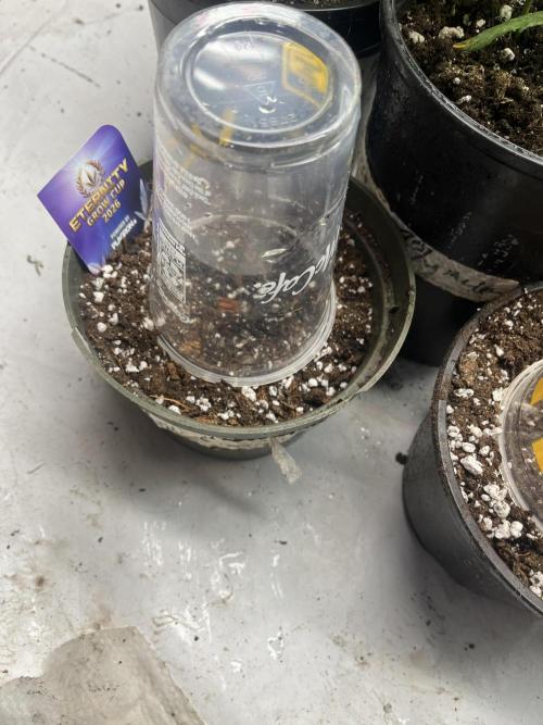 Eternity CUP 2026 Sticky Broccoli Zam Ph. Week 0