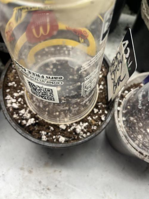 Eternity CUP 2026 Sticky Broccoli Zam Ph. Week 0