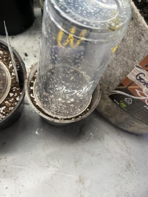 Eternity CUP 2026 Sticky Broccoli Zam Ph. Week 0