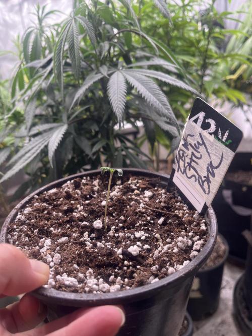 Eternity CUP 2026 Sticky Broccoli Zam Ph. Week 1