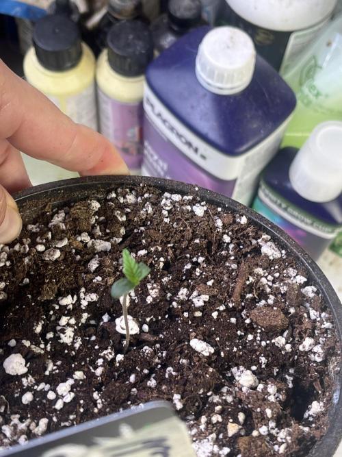 Eternity CUP 2026 Sticky Broccoli Zam Ph. Week 1