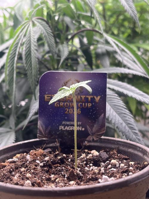 Eternity CUP 2026 Sticky Broccoli Zam Ph. Week 1