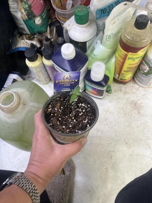 Eternity CUP 2026 Sticky Broccoli Zam Ph. Week 1