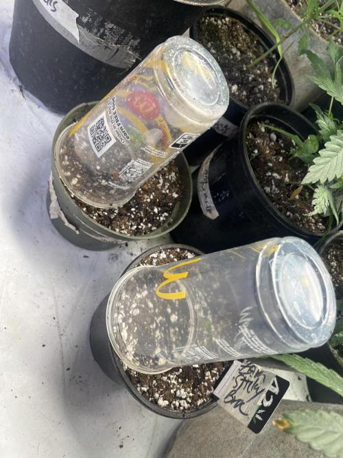 Eternity CUP 2026 Sticky Broccoli Zam Ph. Week 1