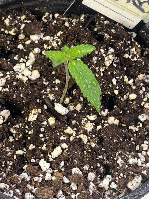 Eternity CUP 2026 Sticky Broccoli Zam Ph. Week 2