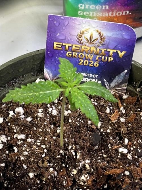 Eternity CUP 2026 Sticky Broccoli Zam Ph. Week 2
