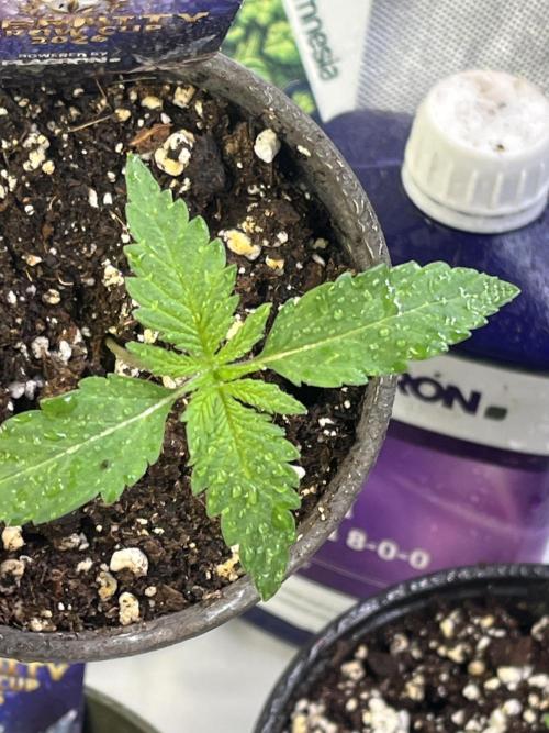 Eternity CUP 2026 Sticky Broccoli Zam Ph. Week 2