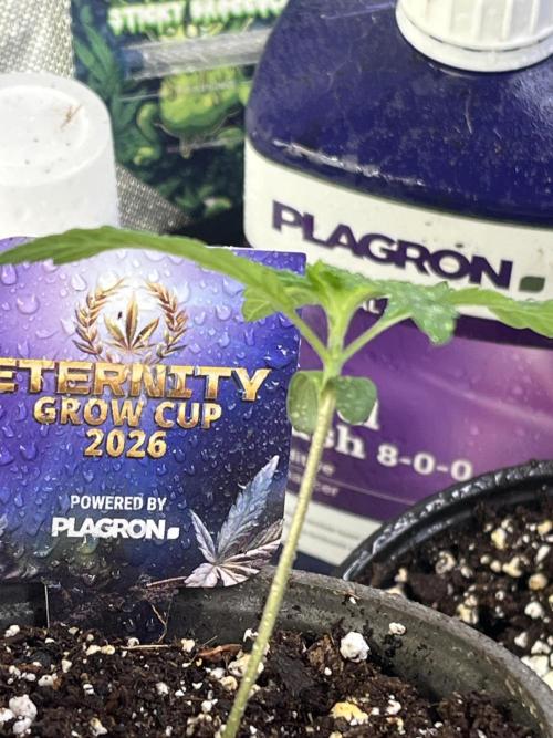 Eternity CUP 2026 Sticky Broccoli Zam Ph. Week 2