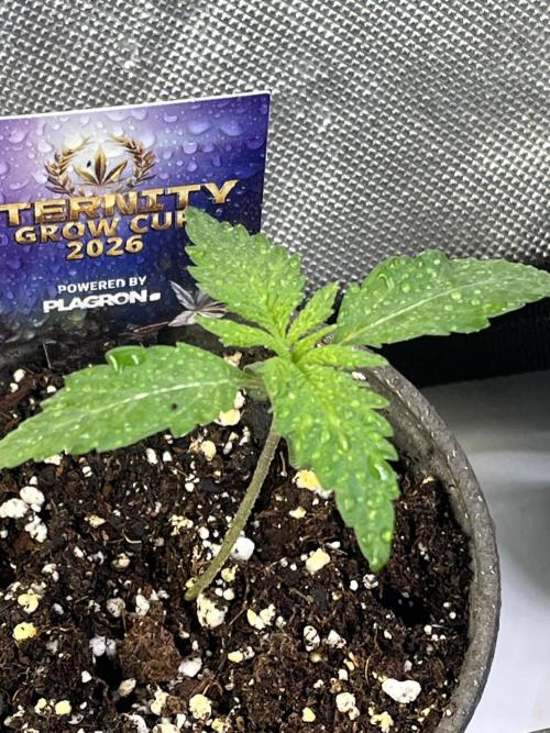 Eternity CUP 2026 Sticky Broccoli Zam Ph. Week 2
