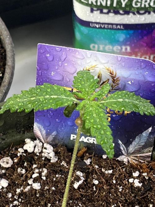 Eternity CUP 2026 Sticky Broccoli Zam Ph. Week 2