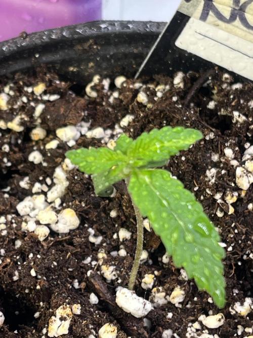 Eternity CUP 2026 Sticky Broccoli Zam Ph. Week 2