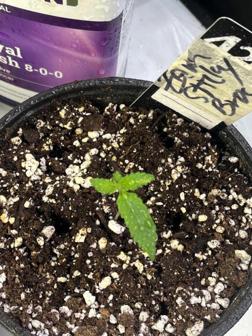 Eternity CUP 2026 Sticky Broccoli Zam Ph. Week 2