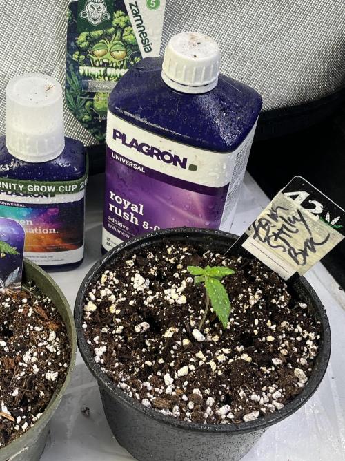 Eternity CUP 2026 Sticky Broccoli Zam Ph. Week 2