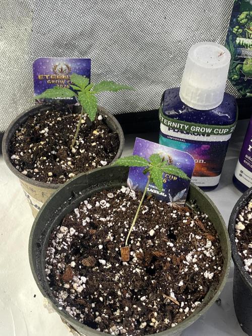 Eternity CUP 2026 Sticky Broccoli Zam Ph. Week 2