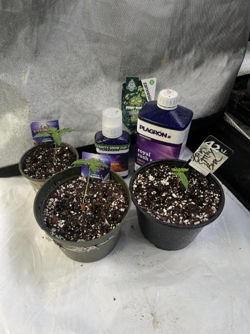 Eternity CUP 2026 Sticky Broccoli Zam Ph. Week 2