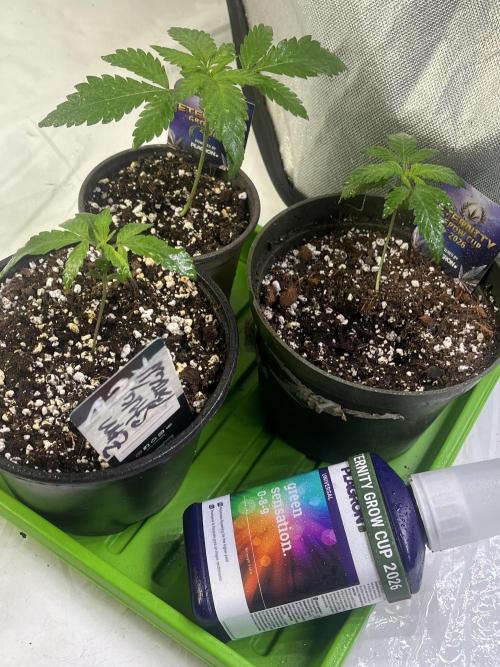 Eternity CUP 2026 Sticky Broccoli Zam Ph. Week 3