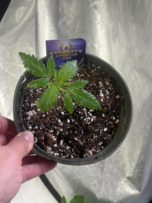 Eternity CUP 2026 Sticky Broccoli Zam Ph. Week 3