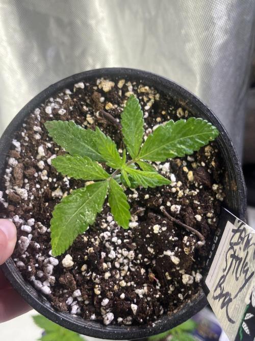 Eternity CUP 2026 Sticky Broccoli Zam Ph. Week 3