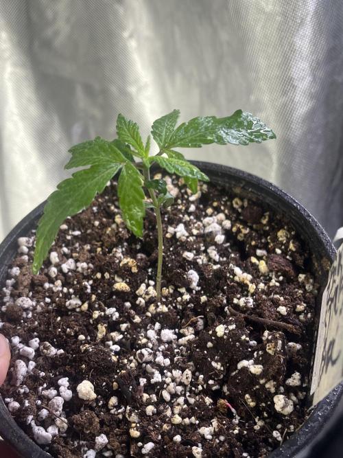 Eternity CUP 2026 Sticky Broccoli Zam Ph. Week 3