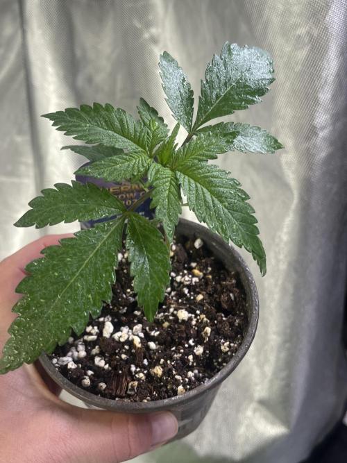 Eternity CUP 2026 Sticky Broccoli Zam Ph. Week 3