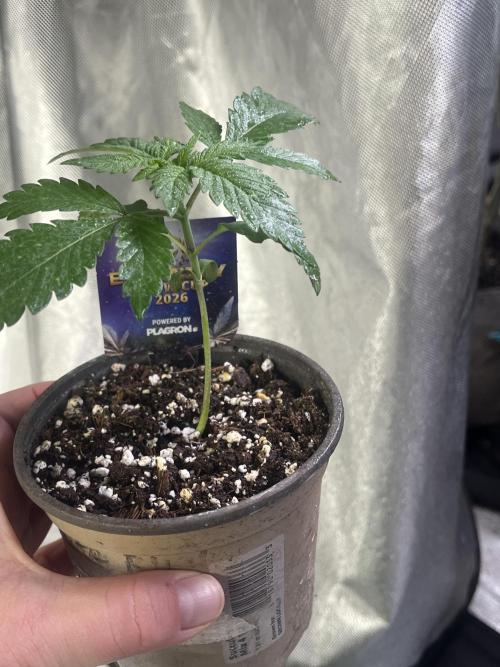 Eternity CUP 2026 Sticky Broccoli Zam Ph. Week 3