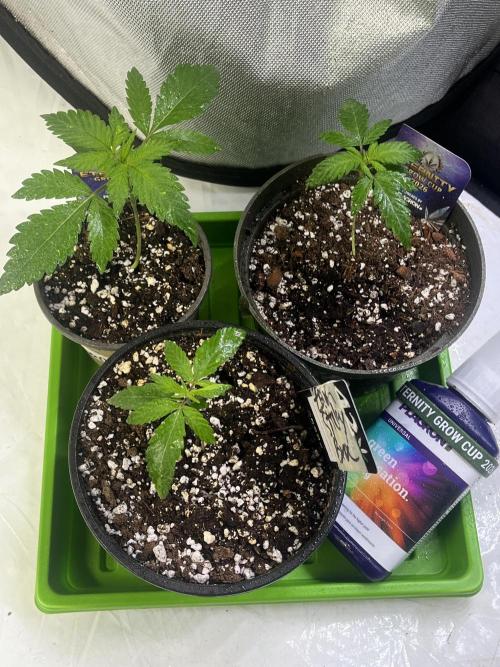 Eternity CUP 2026 Sticky Broccoli Zam Ph. Week 3