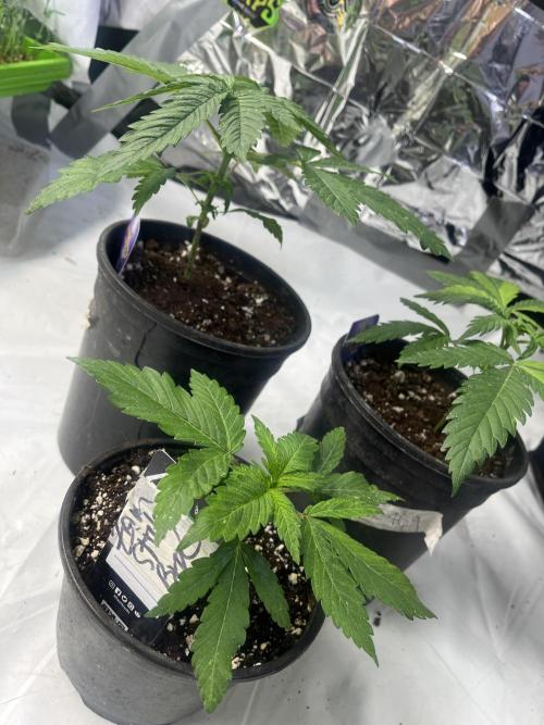 Eternity CUP 2026 Sticky Broccoli Zam Ph. Week 4