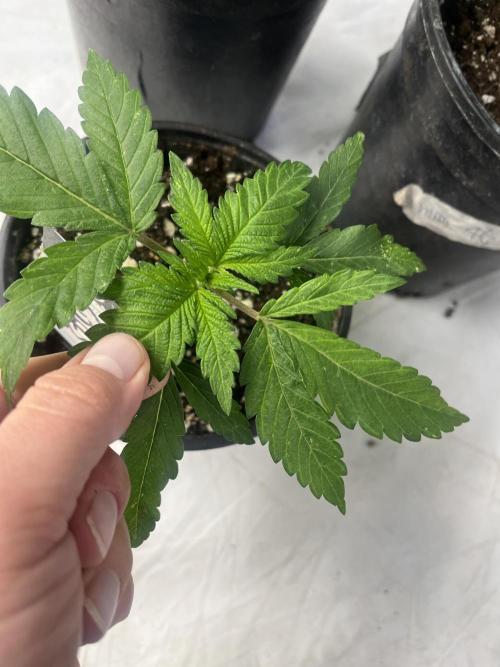 Eternity CUP 2026 Sticky Broccoli Zam Ph. Week 4