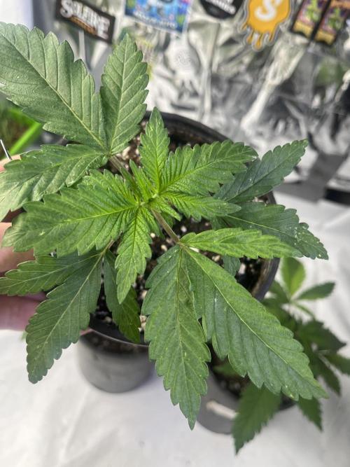 Eternity CUP 2026 Sticky Broccoli Zam Ph. Week 4