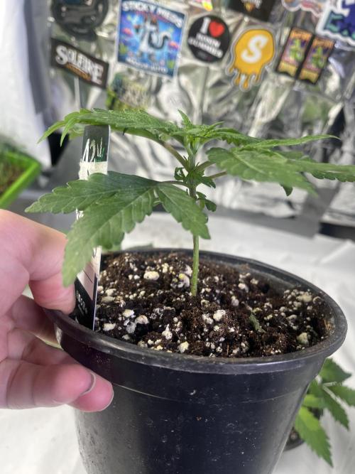 Eternity CUP 2026 Sticky Broccoli Zam Ph. Week 4