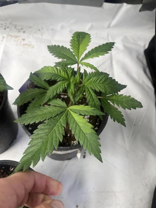 Eternity CUP 2026 Sticky Broccoli Zam Ph. Week 4