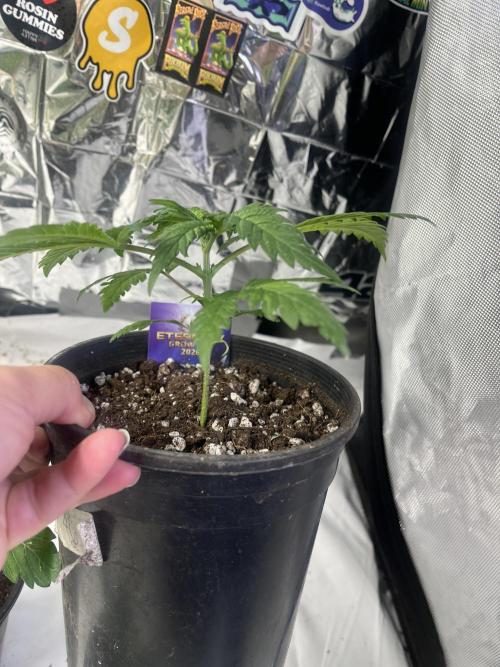 Eternity CUP 2026 Sticky Broccoli Zam Ph. Week 4