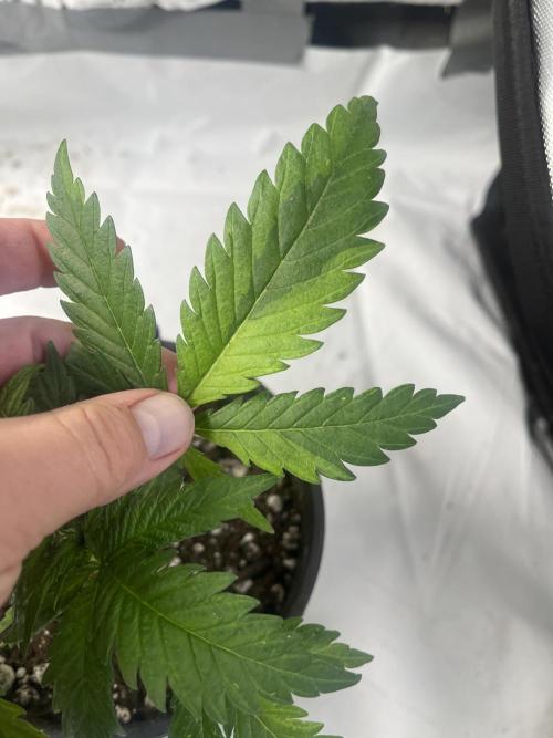 Eternity CUP 2026 Sticky Broccoli Zam Ph. Week 4