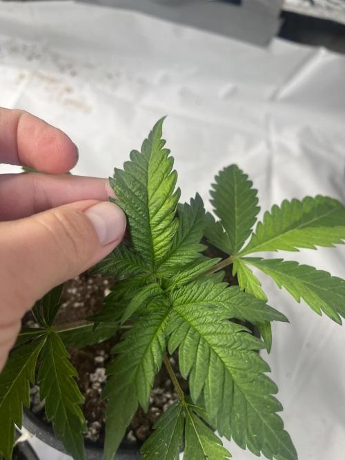 Eternity CUP 2026 Sticky Broccoli Zam Ph. Week 4