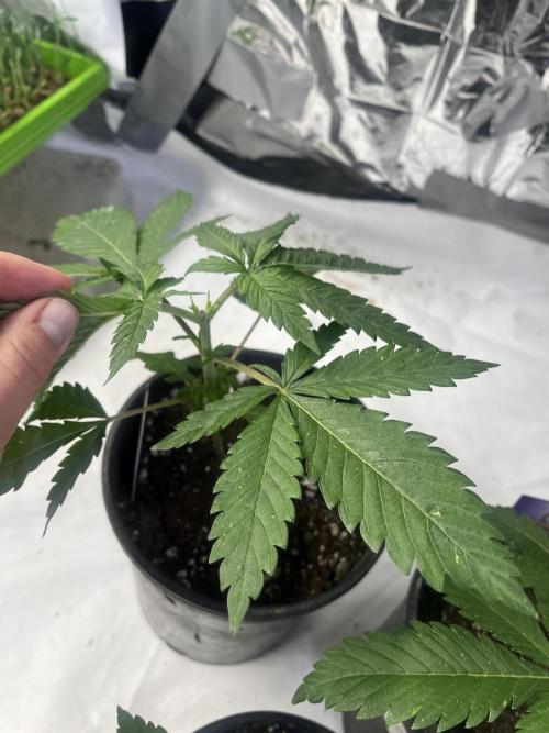 Eternity CUP 2026 Sticky Broccoli Zam Ph. Week 4