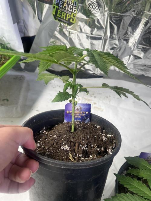 Eternity CUP 2026 Sticky Broccoli Zam Ph. Week 4