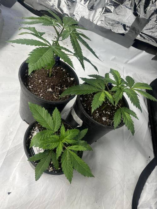 Eternity CUP 2026 Sticky Broccoli Zam Ph. Week 4