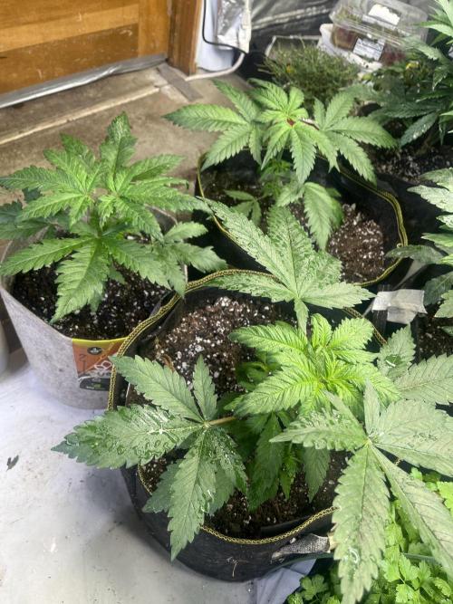 Eternity CUP 2026 Sticky Broccoli Zam Ph. Week 5