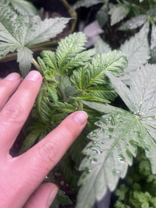 Eternity CUP 2026 Sticky Broccoli Zam Ph. Week 5