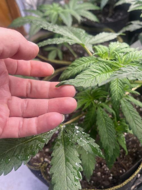 Eternity CUP 2026 Sticky Broccoli Zam Ph. Week 5