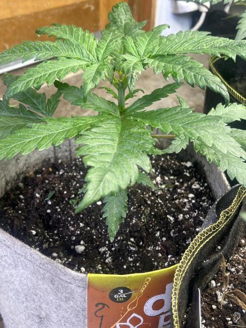 Eternity CUP 2026 Sticky Broccoli Zam Ph. Week 5