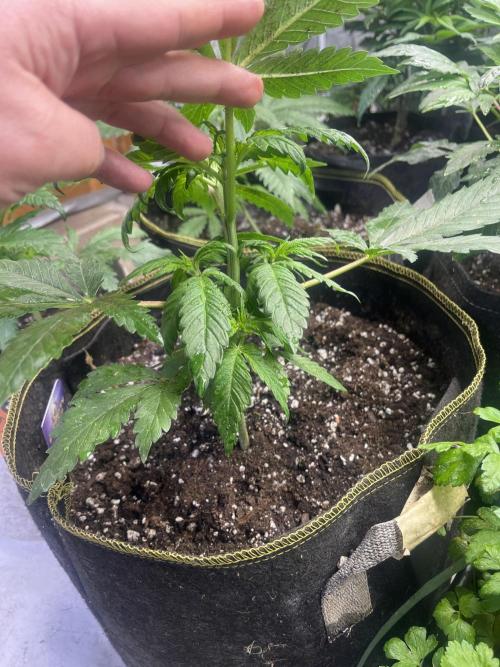 Eternity CUP 2026 Sticky Broccoli Zam Ph. Week 5