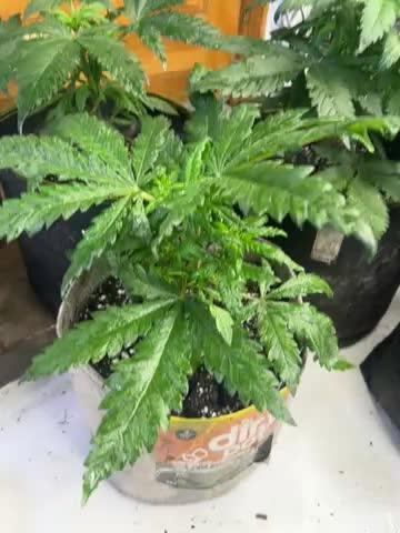 Eternity CUP 2026 Sticky Broccoli Zam Ph