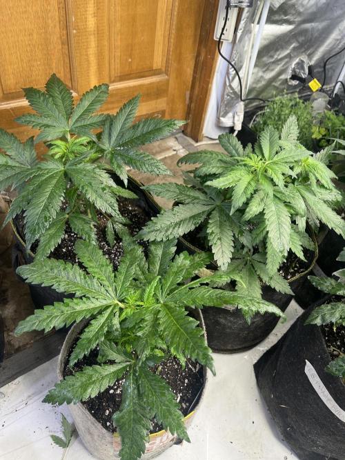 Eternity CUP 2026 Sticky Broccoli Zam Ph. Week 6