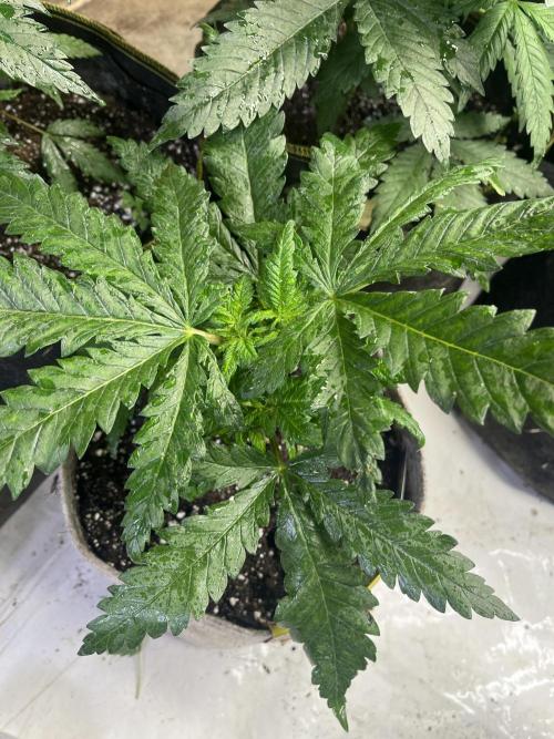 Eternity CUP 2026 Sticky Broccoli Zam Ph. Week 6