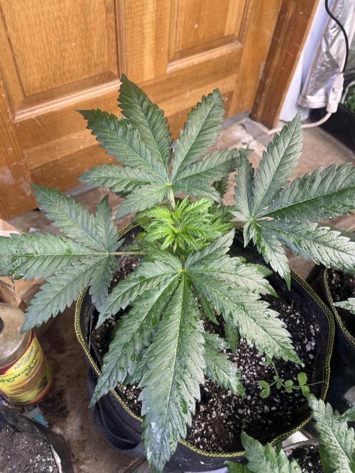 Eternity CUP 2026 Sticky Broccoli Zam Ph. Week 6