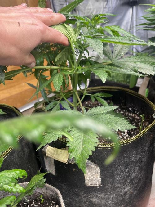 Eternity CUP 2026 Sticky Broccoli Zam Ph. Week 6