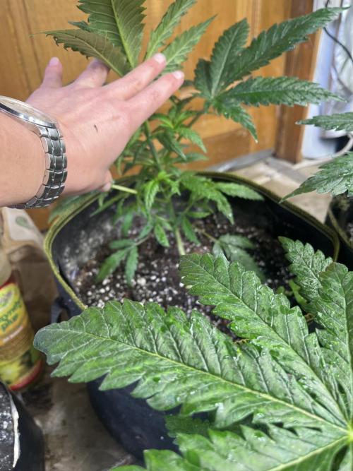 Eternity CUP 2026 Sticky Broccoli Zam Ph. Week 6